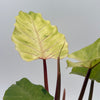 Philodendron Snowdrift