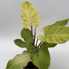 Philodendron Snowdrift