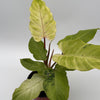 Philodendron Snowdrift