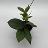Hoya Icensis