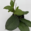 Hoya Icensis