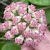 Hoya Icensis