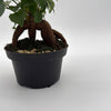 Ficus Ginseng Pre Bonsai