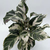 Calathea White Fusion