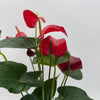 Mom's Favorite Plant Bundle Box - 3 Surprise Plants