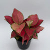 Mom's Favorite Plant Bundle Box - 3 Surprise Plants