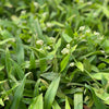 Beijing Grass (Murdannia loriformis)
