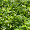 Beijing Grass (Murdannia loriformis)