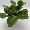 Maranta Green Frog