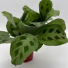 Maranta Green Frog