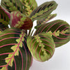 Maranta Red