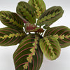 Maranta Red
