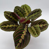 Maranta Red