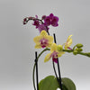 Mystery Blooming Orchid