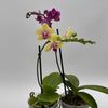 Mystery Blooming Orchid
