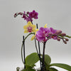 Mystery Blooming Orchid