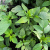 Spanish Needle (Bidens Alba) – live plant – photo 5