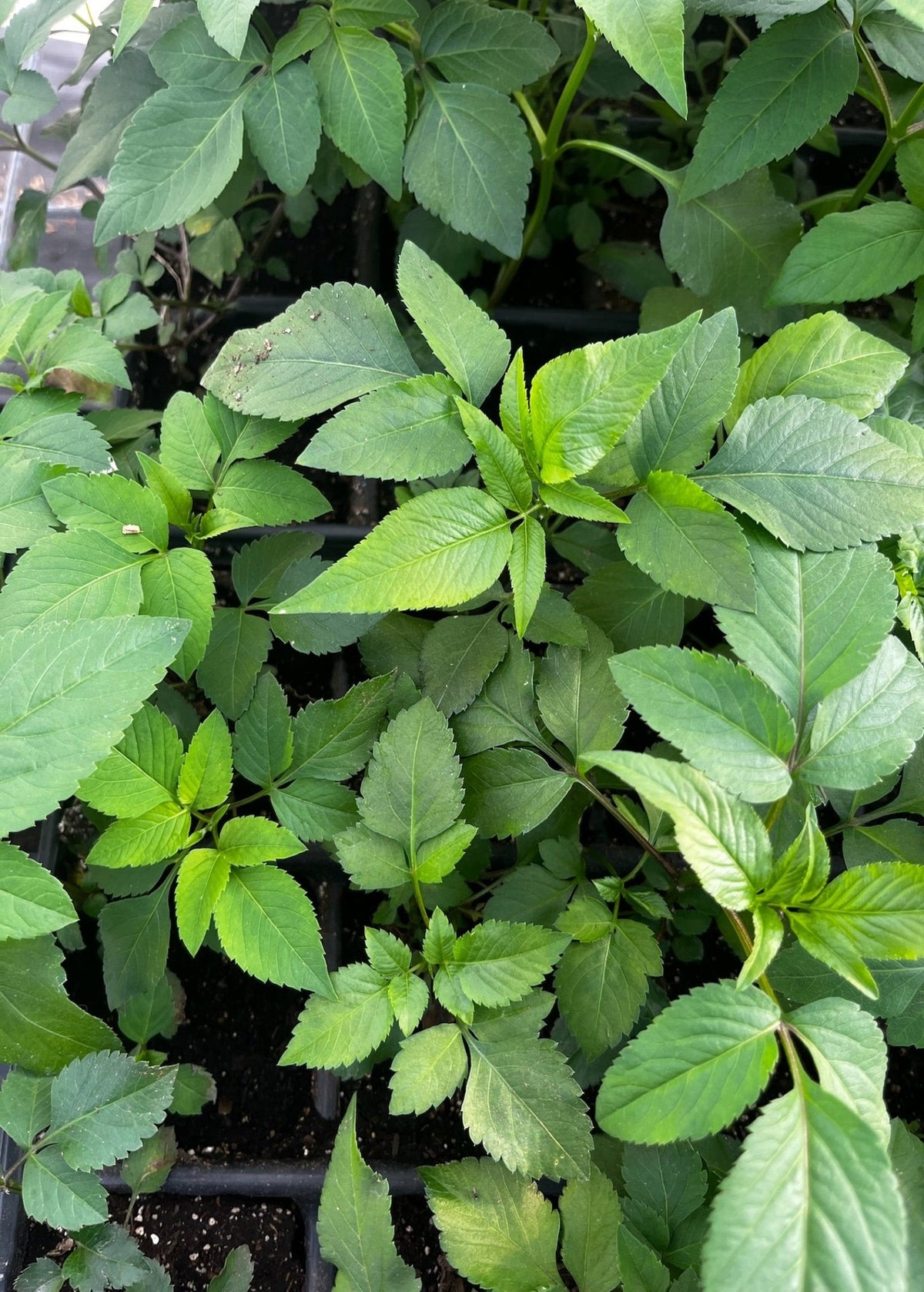 Spanish Needle (Bidens Alba) – live plant – photo 5