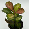 Hoya Austrailis Lisa