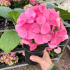 Pink Hydrangea