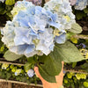Blue Hydrangea
