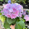 Purple Hydrangea