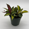 Hoya Krimson Princess