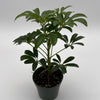 Umbrella Tree