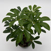 Umbrella Tree