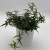 Starling English Ivy