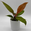 Philodendron 'Prince of Orange'