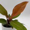 Philodendron 'Prince of Orange'