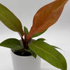 Philodendron 'Prince of Orange'