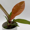 Philodendron 'Prince of Orange'