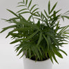 Parlor Palm