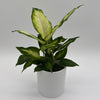Dieffenbachia 'Camille'