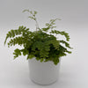 Maidenhair Fern