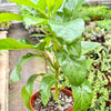 Schefflera Actinophylla