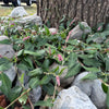 Creeping Smartweed™ — Low-Growing, Native Groundcover with Pink Blooms & Pollinator Friendly