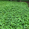 White Dutch Clover Alternative Lawn Seed