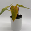 Philodendron Painted Lady
