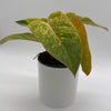 Philodendron Painted Lady