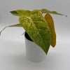 Philodendron Painted Lady