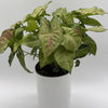 Syngonium Pink Confetti