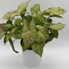 Syngonium Pink Confetti