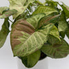 Syngonium Pink Confetti