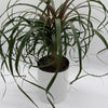 Ponytail Palm