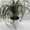 Ponytail Palm