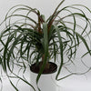 Ponytail Palm