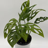 Monstera Esqueleto